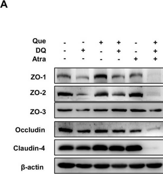 Fig.7.A showing Western Blotting in a Sus scrofa (Wild pig) sample from the publication: Quercetin Alleviates Oxidative Damage by Activating Nuclear Factor Erythroid 2-Related Factor 2 Signaling in Porcine Enterocytes.