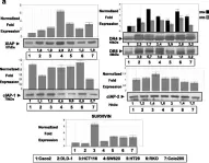 Fig.1.A showing Western Blotting in a Homo sapiens (Human) sample from the publication: IAP antagonists Birinapant and AT-406 efficiently synergise with either TRAIL, BRAF, or BCL-2 inhibitors to sensitise BRAFV600E colorectal tumour cells to apoptosis.