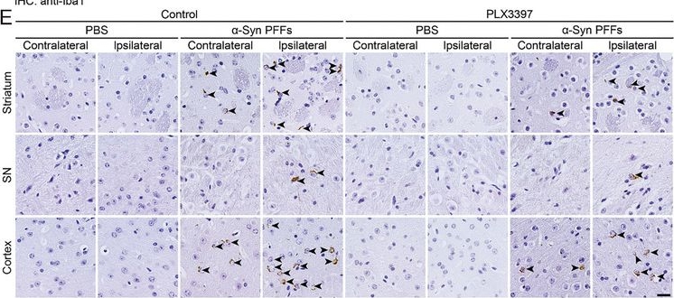 Fig.1.E showing Immunohistochemistry in a Mus musculus (House mouse) sample from the publication: Microglia Process α-Synuclein Fibrils and Enhance their Pathogenicity in a TREM2-Dependent Manner.