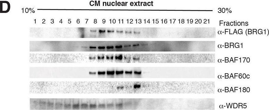 Fig.2.D showing Western Blotting in a Mus musculus (House mouse) sample from the publication: Dynamic BAF chromatin remodeling complex subunit inclusion promotes temporally distinct gene expression programs in cardiogenesis.
