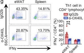 Fig.7.G showing Flow cytometry/Cell sorting in a Mus musculus (House mouse) sample from the publication: Adipocyte OX40L promotes adipose T cell activation and insulin resistance in obesity.