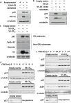 Fig.1.A,B,C,D,E showing Western Blotting in a Homo sapiens (Human) sample from the publication: Characterisation of cellular effects of Burkholderia pseudomallei cycle inhibiting factor (Cif).