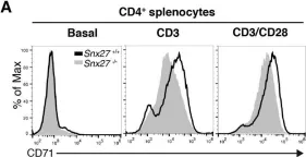 Fig.7.A showing Flow cytometry/Cell sorting from the publication: SNX27 links DGKζ to the control of transcriptional and metabolic programs in T lymphocytes.