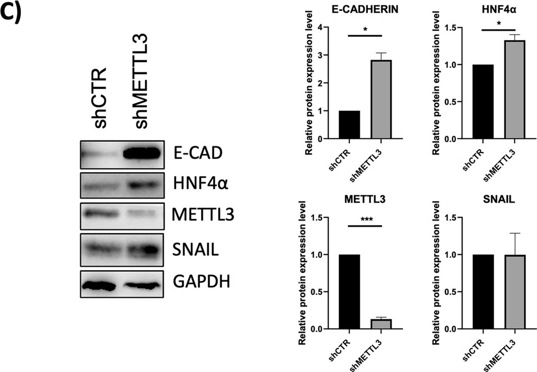 Fig.3.C showing Western Blotting in a Homo sapiens (Human) sample from the publication: HOTAIR requires epitranscriptomic modification to exert its pivotal epigenetic role in Epithelial to Mesenchymal Transition.