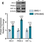 Fig.1.E showing Western Blotting from the publication: Mitochondrial uncoupler DNP induces coexistence of dual-state hyper-energy metabolism leading to tumor growth advantage in human glioma xenografts.