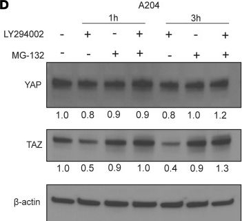 Fig.3.D showing Western Blotting from the publication: PI3K regulates TAZ/YAP and mTORC1 axes that can be synergistically targeted.