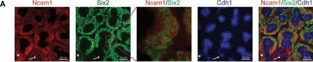 Fig.1.A showing Immunocytochemistry-immunofluorescence in a Mus musculus (House mouse) sample from the publication: Identification of human nephron progenitors capable of generation of kidney structures and functional repair of chronic renal disease.