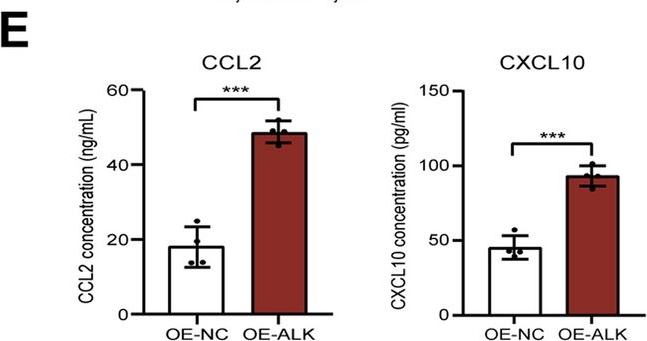 Fig.8.E from the publication: ALKBH5 promotes non-small cell lung cancer progression and susceptibility to anti-PD-L1 therapy by modulating interactions between tumor and macrophages.