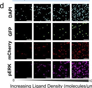 Fig.1.D showing Immunocytochemistry-immunofluorescence in a Homo sapiens (Human) sample from the publication: Super-resolution imaging reveals altered actin architecture at CAR-T cell immune synapses.
