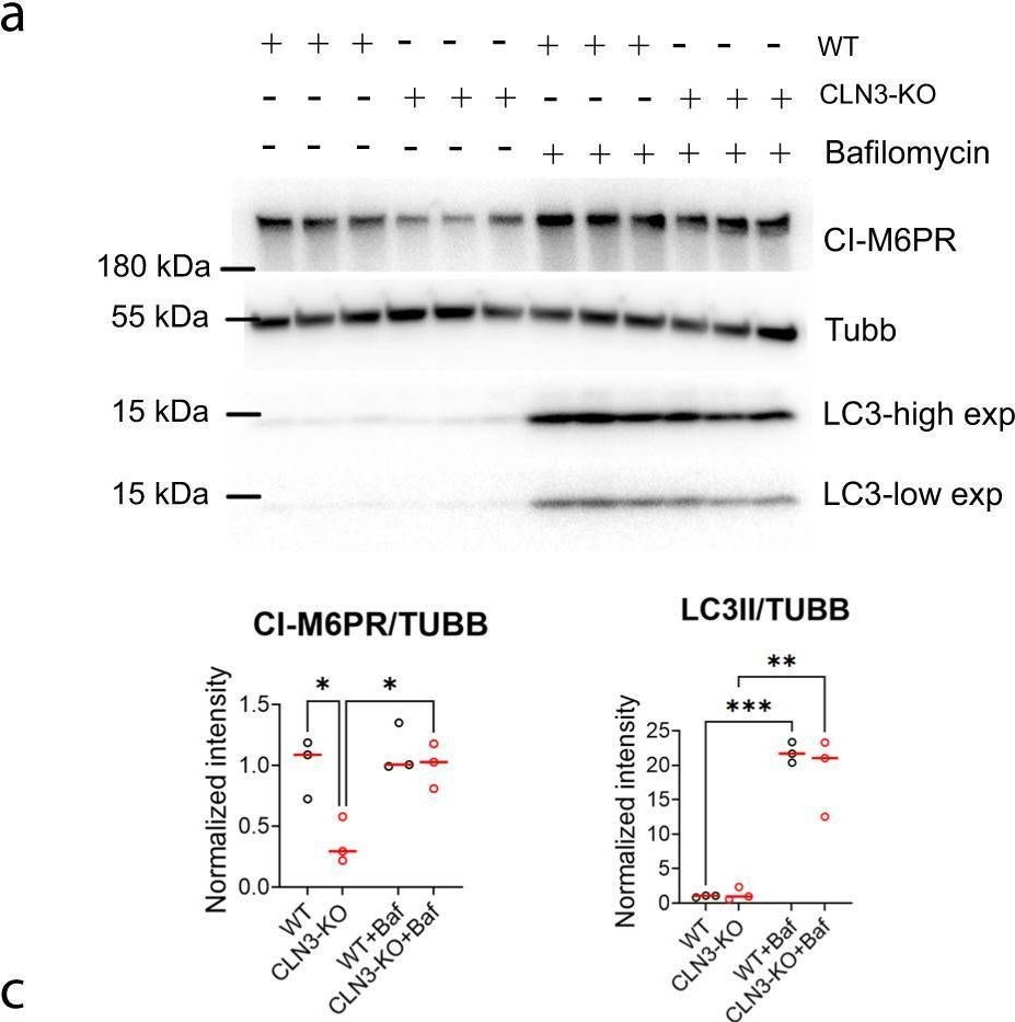 Fig.3.A showing Western Blotting in a Mus musculus (House mouse) sample from the publication: Loss of the batten disease protein CLN3 leads to mis-trafficking of M6PR and defective autophagic-lysosomal reformation.