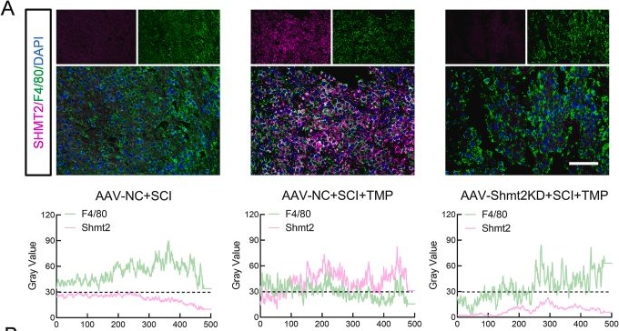 Fig.8.A showing Immunohistochemistry-immunofluorescence in a Mus musculus (House mouse) sample from the publication: Mitochondrial metabolism restoration via Tramiprosate suppresses mitochondrial ROS-driven foamy macrophage senescence post spinal cord injury.