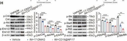 Stat5 (D2O6Y) Rabbit Monoclonal Antibody | Cell Signaling Technology