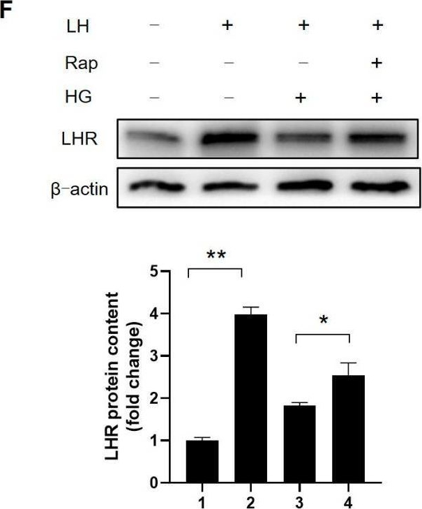 Fig.7.F showing Western Blotting from the publication: Prepubertal Diabetes Stagnates Testicular Development by Skewing Autophagy Homeostasis in Leydig Cells.