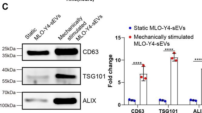 Fig.4.C showing Western Blotting in a Mus musculus (House mouse) sample from the publication: Mechanically stimulated osteocytes maintain tumor dormancy in bone metastasis of non-small cell lung cancer by releasing small extracellular vesicles.