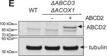 Fig.7.E showing Western Blotting in a Homo sapiens (Human) sample from the publication: The origin of long-chain fatty acids required for de novo ether lipid/plasmalogen synthesis.