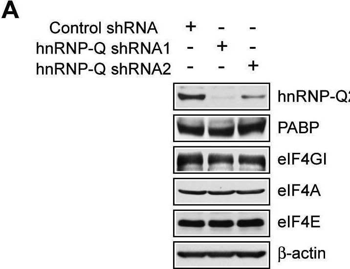 Fig.7.A showing Western Blotting from the publication: Control of translation and miRNA-dependent repression by a novel poly(A) binding protein, hnRNP-Q.