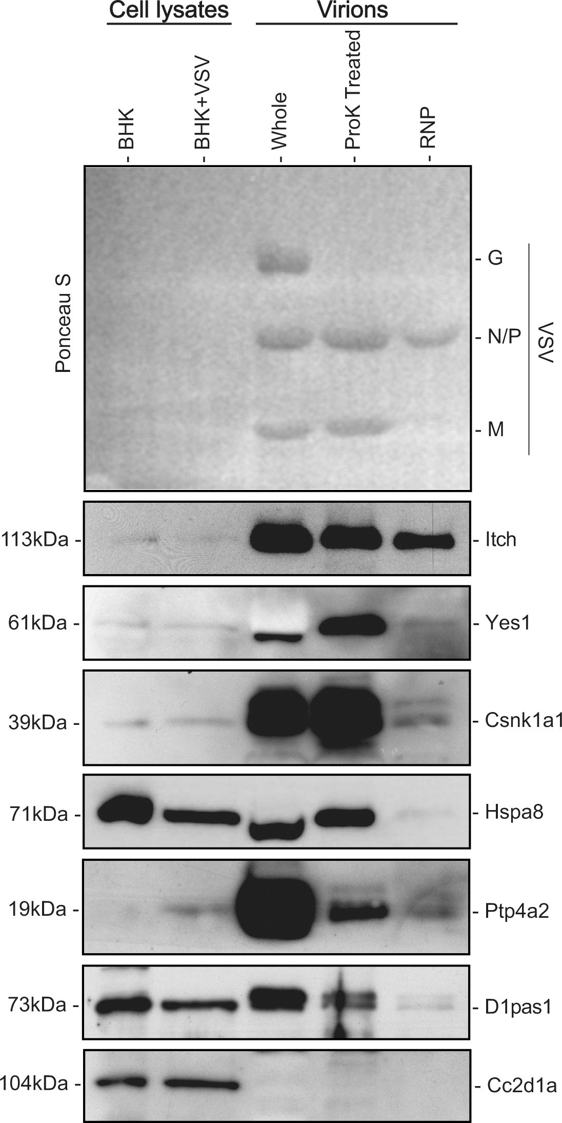 Fig.5.A showing Western Blotting in a Mesocricetus auratus (Golden Syrian hamster) sample from the publication: Cellular proteins associated with the interior and exterior of vesicular stomatitis virus virions.