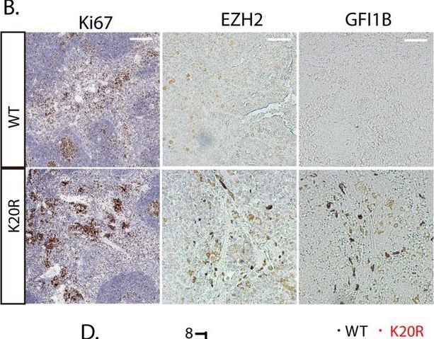 Fig.8.B showing Immunohistochemistry in a Mus musculus (House mouse) sample from the publication: A methylation-phosphorylation switch controls EZH2 stability and hematopoiesis.