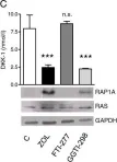 Fig.3.C showing Western Blotting from the publication: Dickkopf-1 is regulated by the mevalonate pathway in breast cancer.