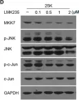 Fig.3.D showing Western Blotting from the publication: Inhibition of HDAC4 Attenuated JNK/c-Jun-Dependent Neuronal Apoptosis and Early Brain Injury Following Subarachnoid Hemorrhage by Transcriptionally Suppressing MKK7.
