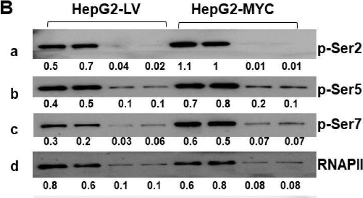 Fig.7.B showing Western Blotting in a Homo sapiens (Human) sample from the publication: Converged DNA Damage Response Renders Human Hepatocellular Carcinoma Sensitive to CDK7 Inhibition.