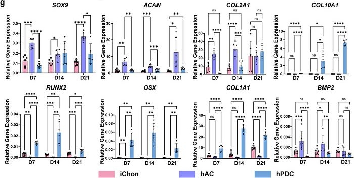 Fig.1.G from the publication: Synchronizing the Osteochondral Regeneration Process through Spatial Patterning of Stable and Hypertrophic Cartilage Organoids.