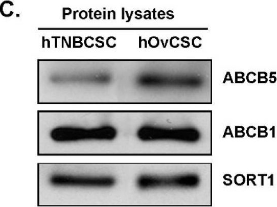 Fig.1.C showing Western Blotting from the publication: The TH1902 Docetaxel Peptide-Drug Conjugate Inhibits Xenografts Growth of Human SORT1-Positive Ovarian and Triple-Negative Breast Cancer Stem-like Cells.