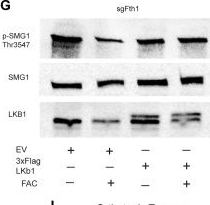 Fig.6.G showing Western Blotting in a Cricetulus migratorius (Armenian hamster) sample from the publication: Iron overload suppresses LKB1 and induces IL36G anti-tumor immunity in PDAC metastasis.