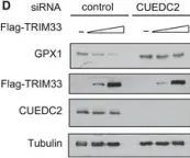 Fig.6.D showing Western Blotting in a Mus musculus (House mouse) sample from the publication: CUEDC2 modulates cardiomyocyte oxidative capacity by regulating GPX1 stability.