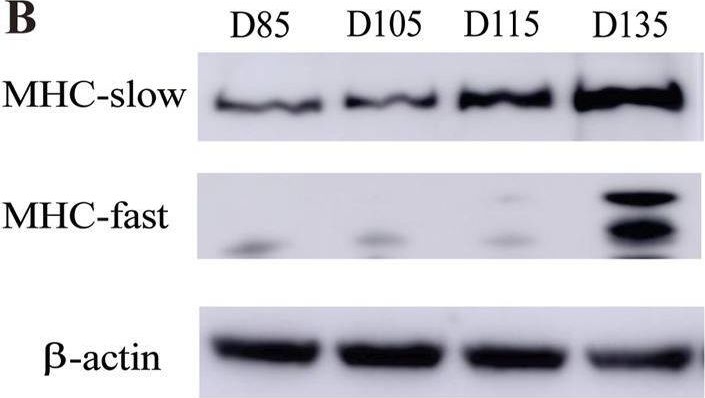 Fig.2.B showing Western Blotting from the publication: Decoding the prenatal clock of sheep muscle fiber type differentiation: a temporal map from embryonic to mature types.