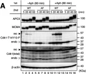 Fig.4.A showing Western Blotting from the publication: Mre11 exonuclease activity promotes irreversible mitotic progression under replication stress.