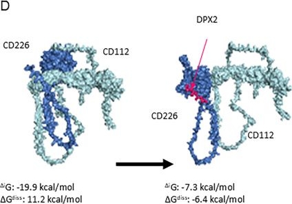 Fig.3.D showing Flow cytometry/Cell sorting from the publication: A novel CD112-derived peptide targeting gut-primed neutrophils to attenuate deadly hepatic injury.
