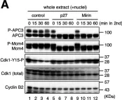 Fig.3.A showing Western Blotting from the publication: Mre11 exonuclease activity promotes irreversible mitotic progression under replication stress.