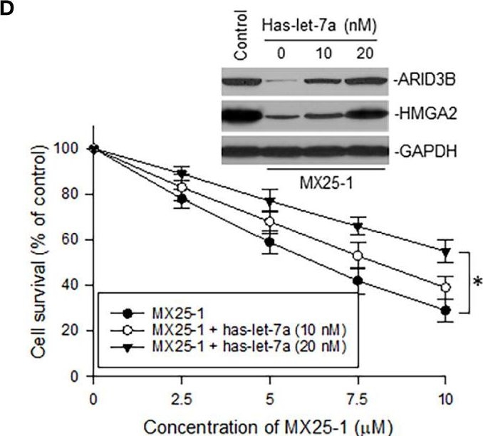 Fig.5.D showing Western Blotting in a Homo sapiens (Human) sample from the publication: MYCN mRNA degradation and cancer suppression by a selective small-molecule inhibitor in MYCN-amplified neuroblastoma.