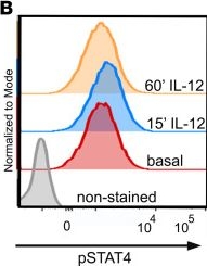 Fig.4.B showing Flow cytometry/Cell sorting in a Mus musculus (House mouse) sample from the publication: STAT4 is expressed in neutrophils and promotes antimicrobial immunity.