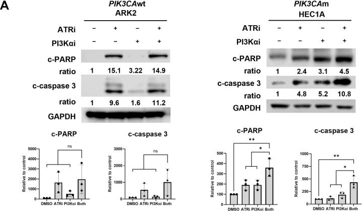 Fig.3.A showing Western Blotting in a Homo sapiens (Human) sample from the publication: Targeting ATR and PI3Kα Pathways Promotes Ferroptosis in PIK3CA-Wildtype Platinum-Resistant Endometrial Cancer.