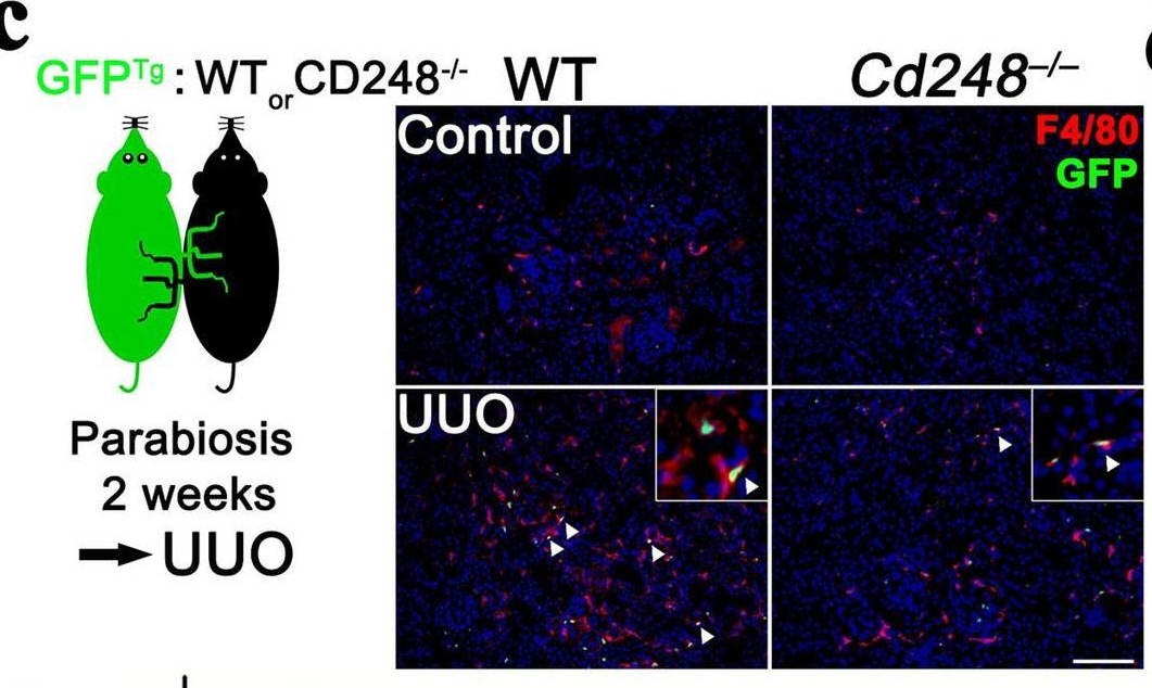 Fig.3.C showing Immunohistochemistry-immunofluorescence in a Mus musculus (House mouse) sample from the publication: Targeting fibroblast CD248 attenuates CCL17-expressing macrophages and tissue fibrosis.