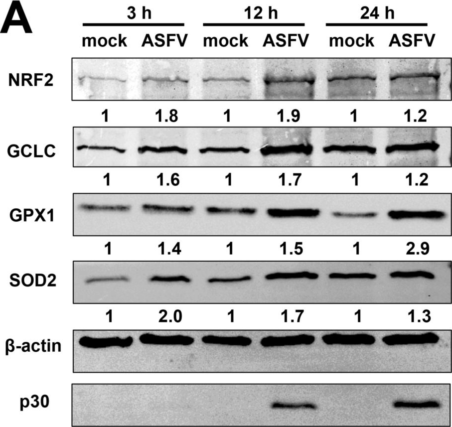 Fig.4.A showing Western Blotting from the publication: African swine fever virus enhances viral replication by increasing intracellular reduced glutathione levels, which suppresses stress granule formation.