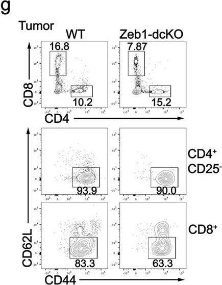 Fig.3.G showing Flow cytometry/Cell sorting in a Mus musculus (House mouse) sample from the publication: The transcription factor Zeb1 controls homeostasis and function of type 1 conventional dendritic cells.
