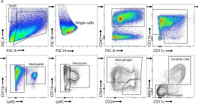 Fig.3.A showing Flow cytometry/Cell sorting in a Mus musculus (House mouse) sample from the publication: Mir221/222 drive synovial hyperplasia and arthritis by targeting cell cycle inhibitors and chromatin remodeling components.