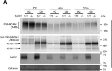 Fig.7.A showing Western Blotting from the publication: Spatiotemporal processing of neural cell adhesion molecules 1 and 2 by BACE1 in vivo.