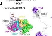 Fig.1.J showing Flow cytometry/Cell sorting in a Homo sapiens (Human) sample from the publication: Topoisomerase I Inhibition in ETV4-overexpressed Non-Small Cell Lung Cancer Promotes Replication and Transcription Mediated R-Loop Accumulation and DNA Damage.