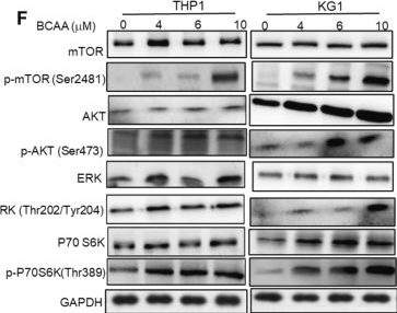 Fig.5.F showing Western Blotting from the publication: Suppression of UCP2 alleviates leukemogenesis by enhancing branched-chain amino acids-induced oxidative stress via activating the PI3K/AKT/mTOR signaling pathway.