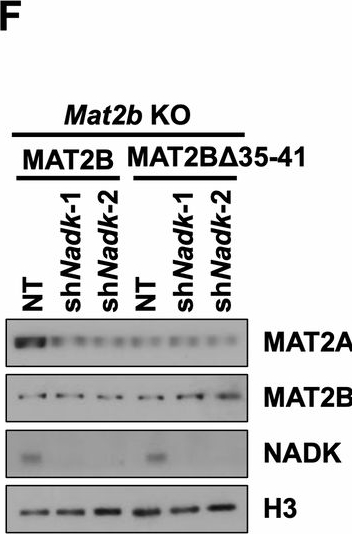 Fig.2.F showing Western Blotting in a Homo sapiens (Human) sample from the publication: MAT2B regulates the protein level of MAT2A to preserve RNA N6-methyladenosine.