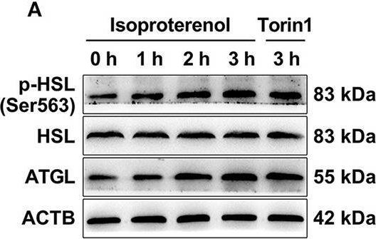 Fig.3.A showing Western Blotting from the publication: Activation of Transcription Factor EB Is Associated With Adipose Tissue Lipolysis in Dairy Cows With Subclinical Ketosis.
