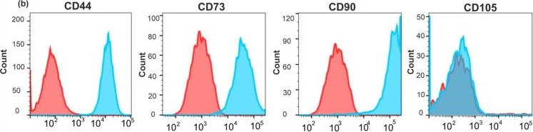 Fig.4.B showing Flow cytometry/Cell sorting from the publication: "Pulsed Hypoxia" Gradually Reprograms Breast Cancer Fibroblasts into Pro-Tumorigenic Cells via Mesenchymal-Epithelial Transition.