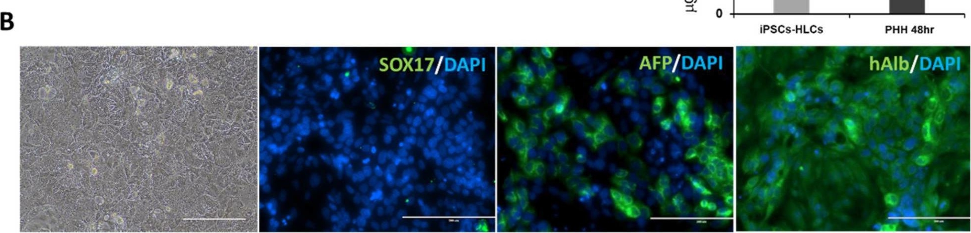 Fig.2.B showing Immunohistochemistry-immunofluorescence in a Homo sapiens (Human) sample from the publication: Decellularized Organ-Derived Scaffold Is a Promising Carrier for Human Induced Pluripotent Stem Cells-Derived Hepatocytes.