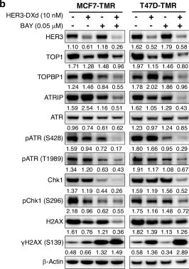 Fig.3.B showing Western Blotting from the publication: ATR inhibition potentiates the antitumor efficacy of HER3-DXd in HER3-positive/HR-positive breast cancer by increasing DNA damage.