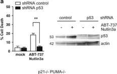 Fig.4.A showing Western Blotting in a Homo sapiens (Human) sample from the publication: Constitutive p53 heightens mitochondrial apoptotic priming and favors cell death induction by BH3 mimetic inhibitors of BCL-xL.