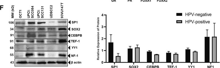 Fig.2.F showing Western Blotting in a Homo sapiens (Human) sample from the publication: Insights into expression and localization of HPV16 LCR-associated transcription factors and association with LCR activity in HNSCC.